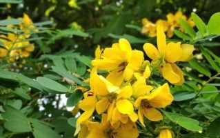 黄花槐的开花时间及特点（探秘黄花槐开放的季节和生长环境）