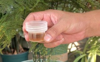 夏天文竹怎么养浇水（科学浇水技巧让夏天文竹茁壮成长）
