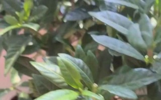 栀子花叶片变黄的原因及处理方法（栀子花叶片变黄，怎么办？原因与解决方案详解）