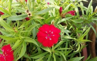 石竹子花的移栽技巧（以石竹子花为主题的移栽指南，教你如何成功移植石竹子花）