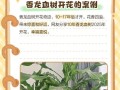 龙血树开花后的护理方法（如何让龙血树更美丽健康）