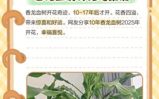 龙血树开花后的护理方法（如何让龙血树更美丽健康）