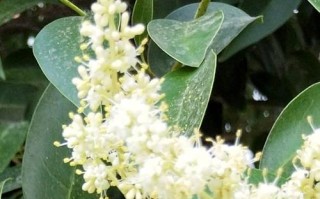 女贞树开花情况及花型介绍（女贞树开花时间、花朵颜色、形态特征等详解）