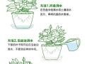 以粉掌怎么浇水（打造健康的粉掌，善待植物生命）