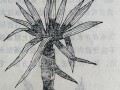 龙舌兰叶子的栽培全指南（从种植到繁殖，一起探索龙舌兰叶子的秘密）