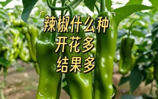 辣椒的开花结果时间及注意事项（掌握辣椒的生长规律，让丰收不再难）