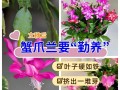 仙人掌花种植方法与注意事项（打造美丽多肉世界，从仙人掌花开始）