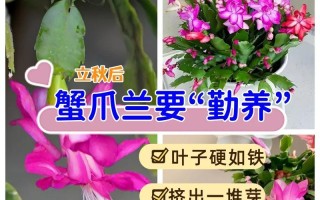 仙人掌花种植方法与注意事项（打造美丽多肉世界，从仙人掌花开始）