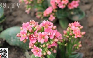 花草修剪的最佳时间（揭秘花草修剪的季节、时间和技巧）