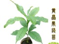 黄金果种子的种植技巧（从种子到丰收，打造黄金果的秘诀）