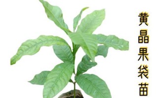 黄金果种子的种植技巧（从种子到丰收，打造黄金果的秘诀）