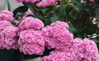 如何养护臭绣球花开出美丽的花朵（臭绣球花养护指南，让你的花园充满美丽）