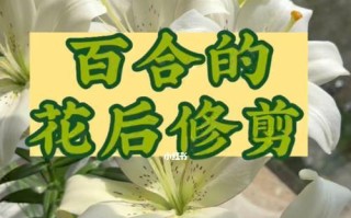 打造美丽百合，从肥料开始（自制百合花肥，让花儿更加健康美丽）