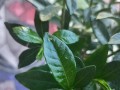 叶子上白点是怎么回事？剖析植物白斑病的成因和治疗方法（探究植物叶子上白点的原因和预防策略）