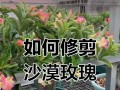 如何在冬天正确修剪盆栽玫瑰？（冬季修剪技巧、盆栽玫瑰保健、）