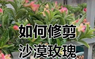 如何在冬天正确修剪盆栽玫瑰？（冬季修剪技巧、盆栽玫瑰保健、）