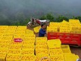哪里的柑橘最好吃？（地理位置与品质的关系）