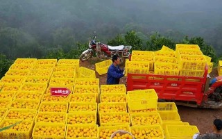 哪里的柑橘最好吃？（地理位置与品质的关系）