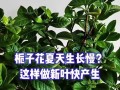桅子花夏天的种植与养护（打造夏日花海，桅子花的养殖技巧与常见问题解答）