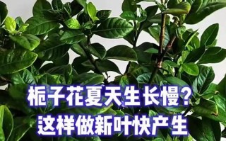 桅子花夏天的种植与养护（打造夏日花海，桅子花的养殖技巧与常见问题解答）
