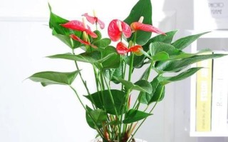 红掌水培养殖秘籍（轻松打造绿意盎然的水培红掌花园）