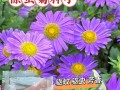 干枝梅的家庭养殖技巧（学会这些技巧，让你的干枝梅茁壮成长！）
