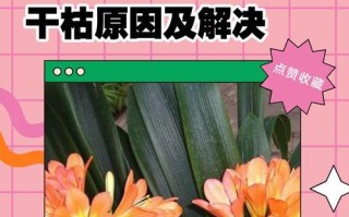 解决君子兰浇水后的臭味问题（臭味来源及处理方法）