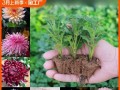 盆栽荷兰菊的养护指南（如何正确养护盆栽荷兰菊，让它持续绽放）