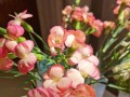 臭海棠养护指南（打造花园中的美丽热带之花，以臭海棠为例）