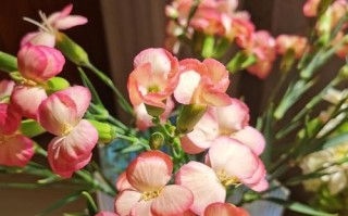 臭海棠养护指南（打造花园中的美丽热带之花，以臭海棠为例）