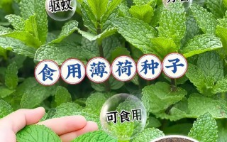 种植薄荷的最佳时期（掌握好时间，丰收更容易）