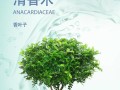 如何正确保养干香木？（关键步骤与注意事项）