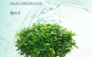如何正确保养干香木？（关键步骤与注意事项）