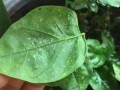 茉莉花叶子死了怎么办？（抢救茉莉花叶子的方法与注意事项）