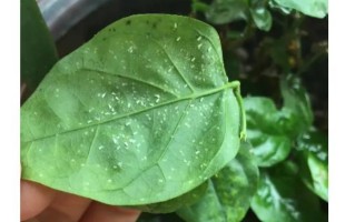 茉莉花叶子死了怎么办？（抢救茉莉花叶子的方法与注意事项）