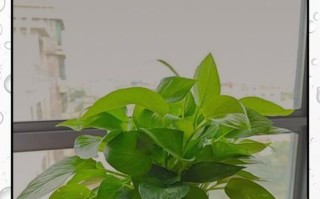 水培绿萝根部茂盛应对之策（解决绿萝水培根部过多问题的关键方法）