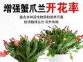 揭秘蟹爪兰花发蔫的真相（探寻蟹爪兰花发蔫背后的原因与应对方法）