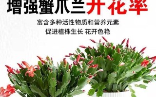 揭秘蟹爪兰花发蔫的真相（探寻蟹爪兰花发蔫背后的原因与应对方法）