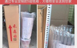 以黑叶芋水培，追寻绿色生活之路（黑叶芋的水培方法与养护技巧）