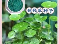 铜钱草叶发黄了怎么办？（有效护理技巧让它恢复健康）