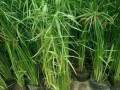 揭秘家里水养植物的死因（探究水养植物死亡背后的秘密，提升家庭绿植养护技巧）