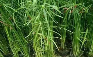 揭秘家里水养植物的死因（探究水养植物死亡背后的秘密，提升家庭绿植养护技巧）