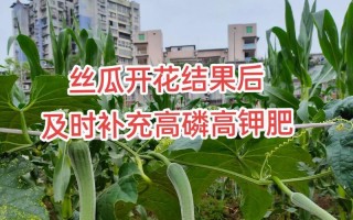 丝瓜开花时间及其特点（探秘丝瓜的花开奥秘，带你了解丝瓜的生长过程）