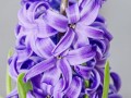 风信子花的色彩多样性（探究风信子花的多彩世界）