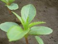凤仙花种植全攻略（从选择时机到养护技巧，让您成为凤仙花高手）