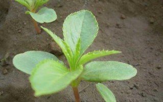 凤仙花种植全攻略（从选择时机到养护技巧，让您成为凤仙花高手）