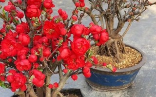 海棠花开的季节（春日盛宴，绽放鲜艳）