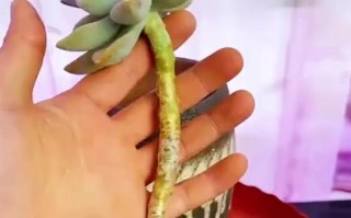 多头多肉植物的养护指南（打造多头多肉植物的绚丽盛景，成为肉肉控的首选）