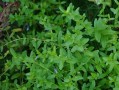 黄芩种植条件及适宜地区（探究黄芩种植所需环境条件，以及适合黄芩生长的区域特点）