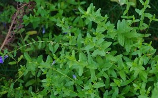 黄芩种植条件及适宜地区（探究黄芩种植所需环境条件，以及适合黄芩生长的区域特点）
